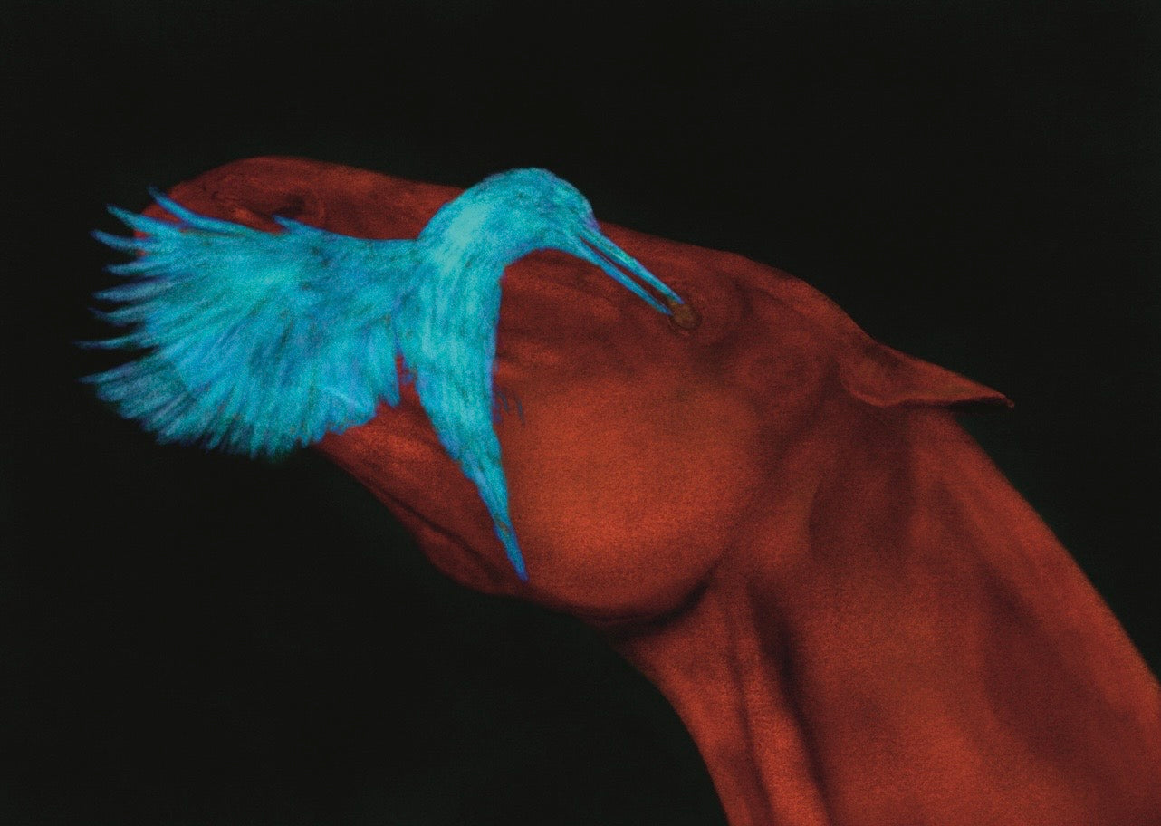 Fine Art Print Hummingbird