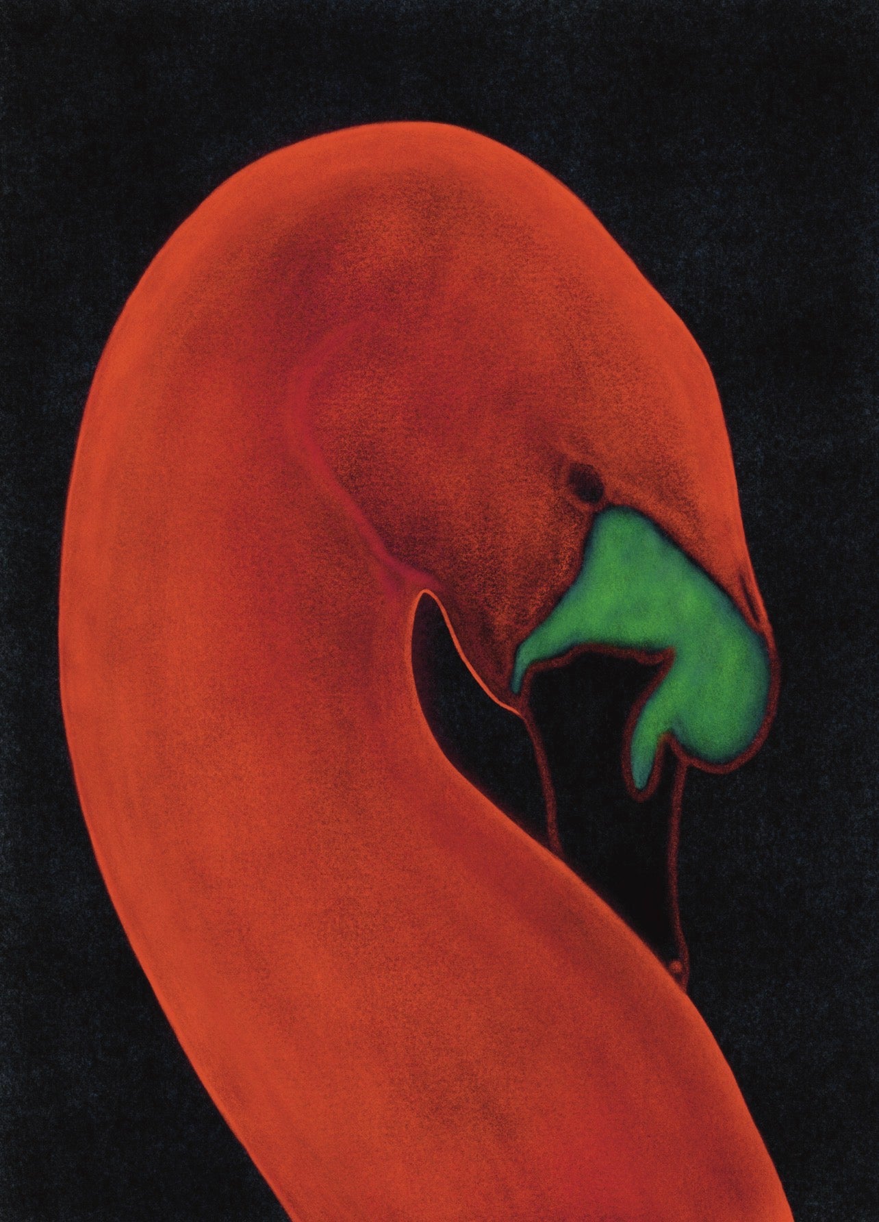 Fine Art Print Swan