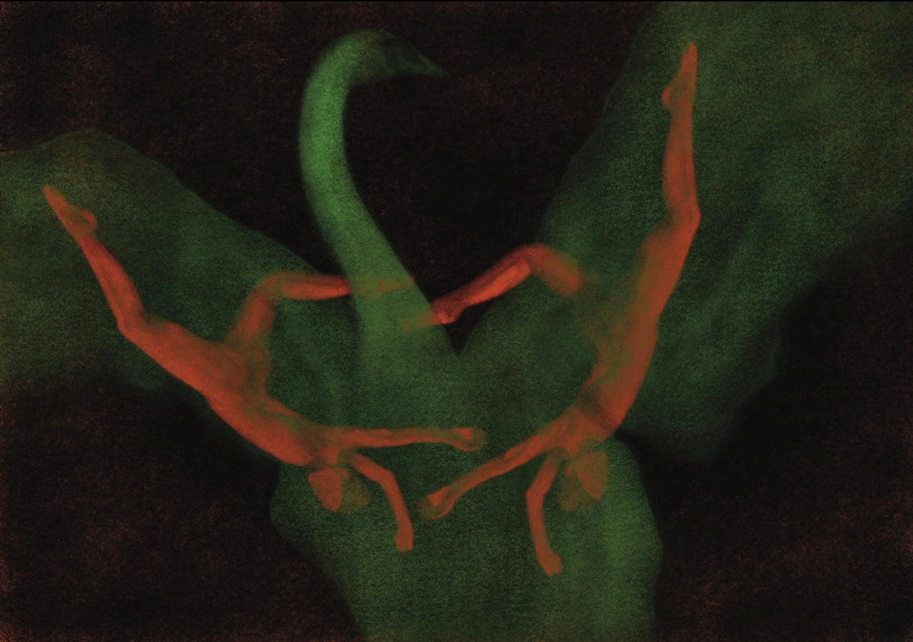 Falling Swan Digital Product